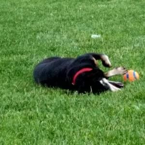 Meet your Posher, Robin